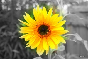 Freedom and power arising from Egoless leadership